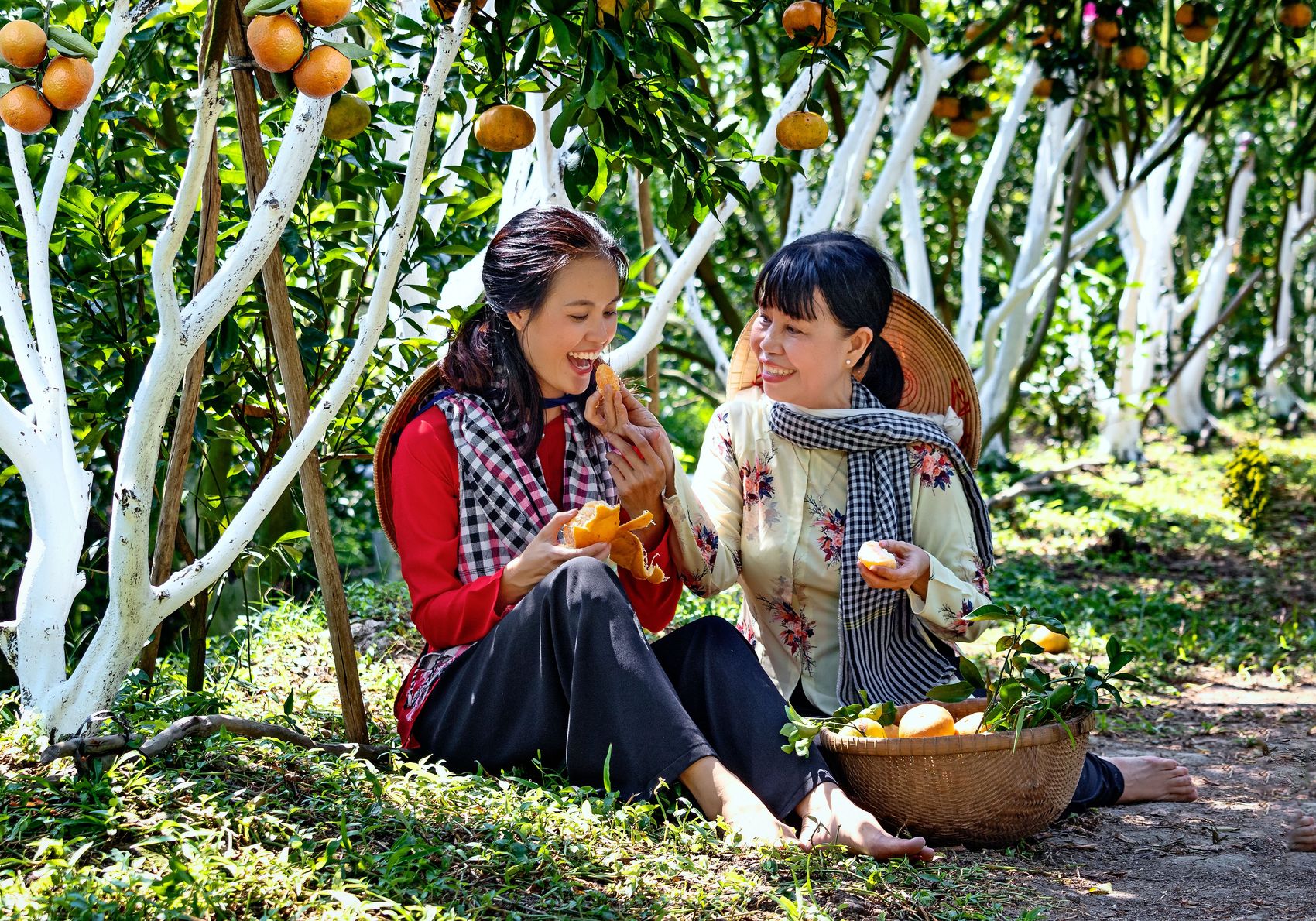 Two growers sitting together in a mandarin orchard, sharing fruit from a harvest basket