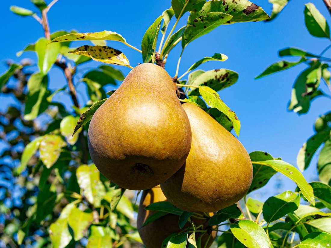Pears ripening on a sunlit branch