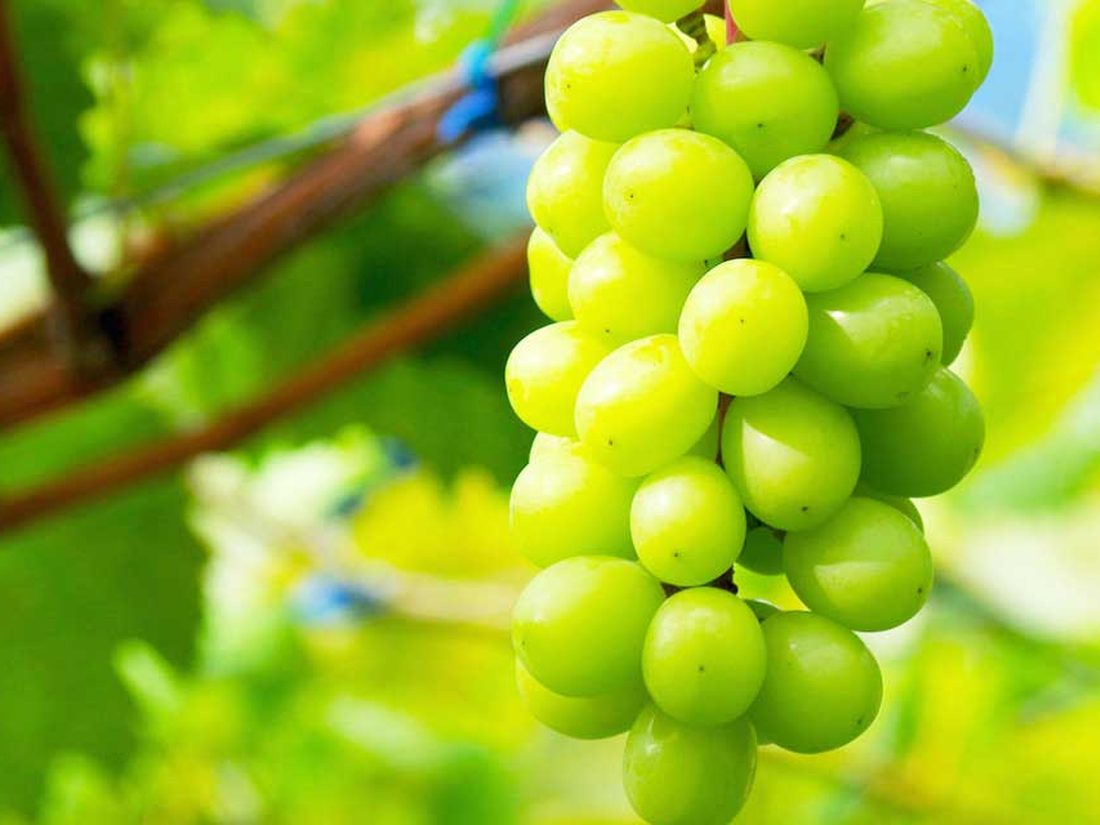 Shine Muscat grapes hanging on the vine