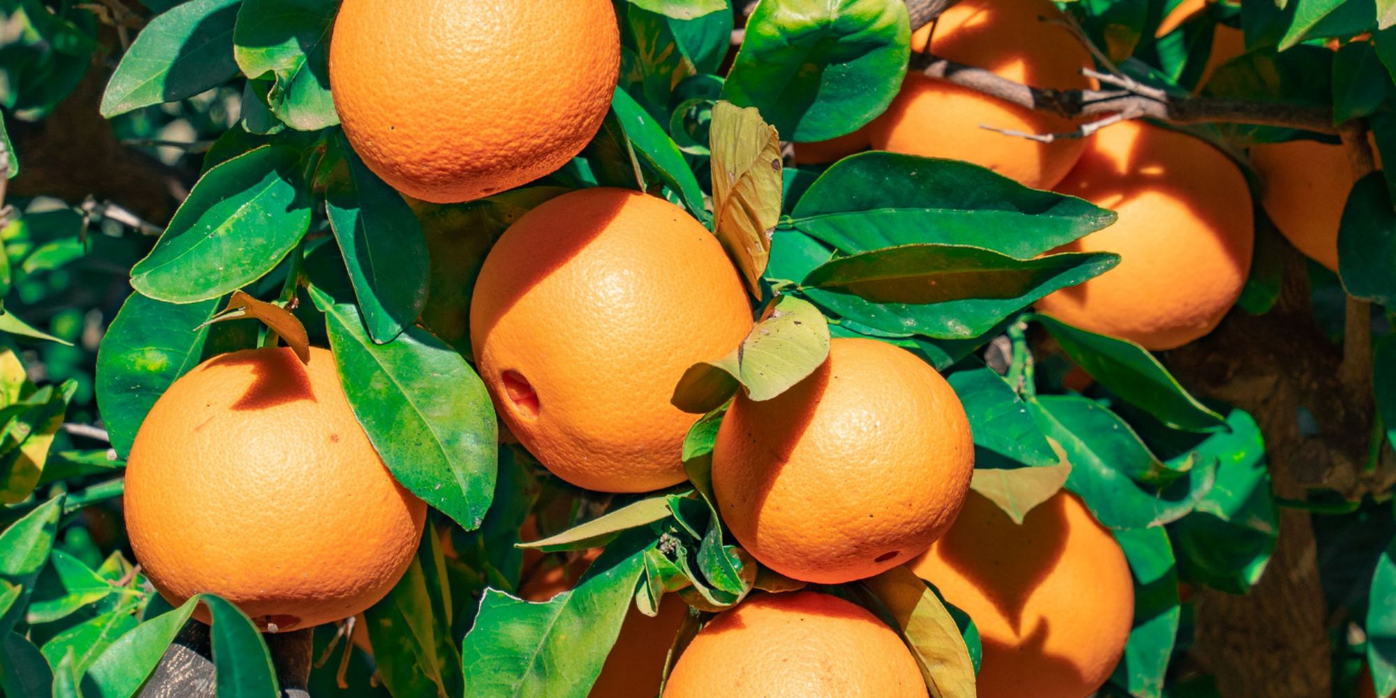 Ripe oranges on the tree in a Pujiang orchard
