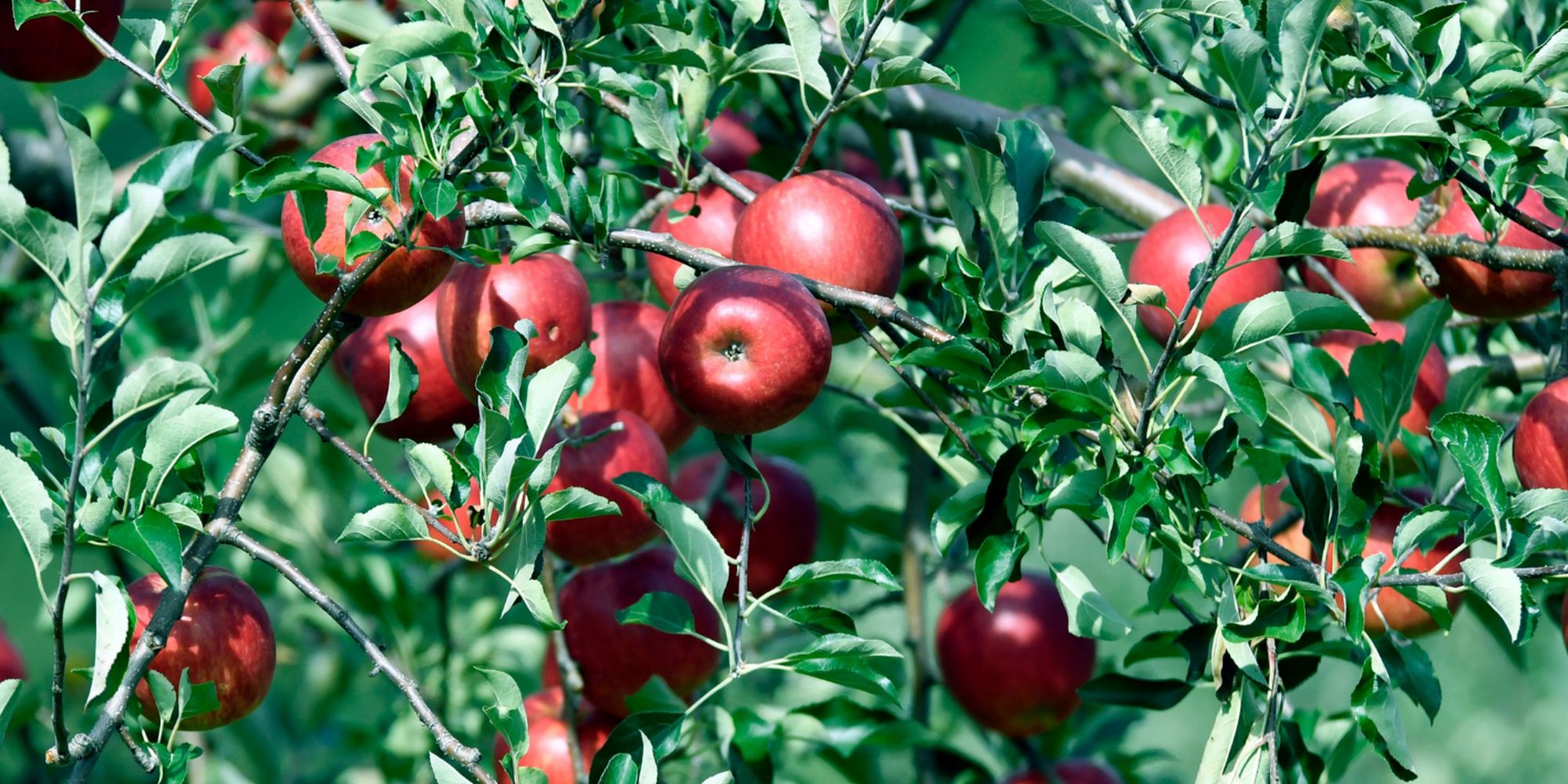 Red apples ready for picking