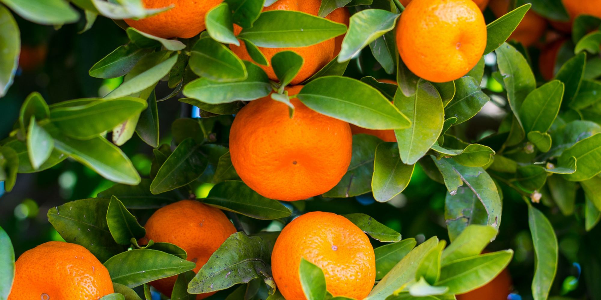 Mandarins on the branch