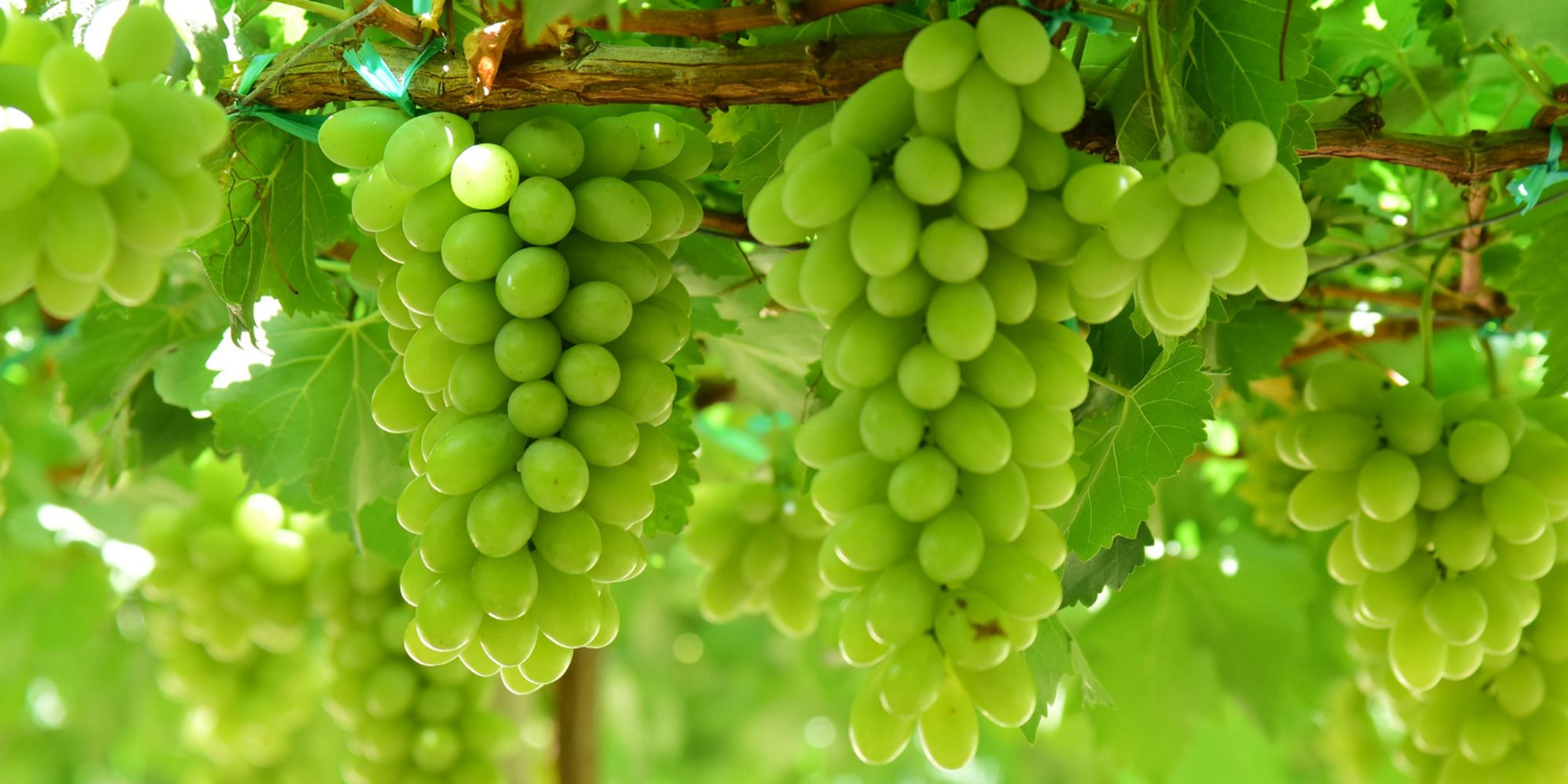 Shine Muscat grapes hanging on the vine