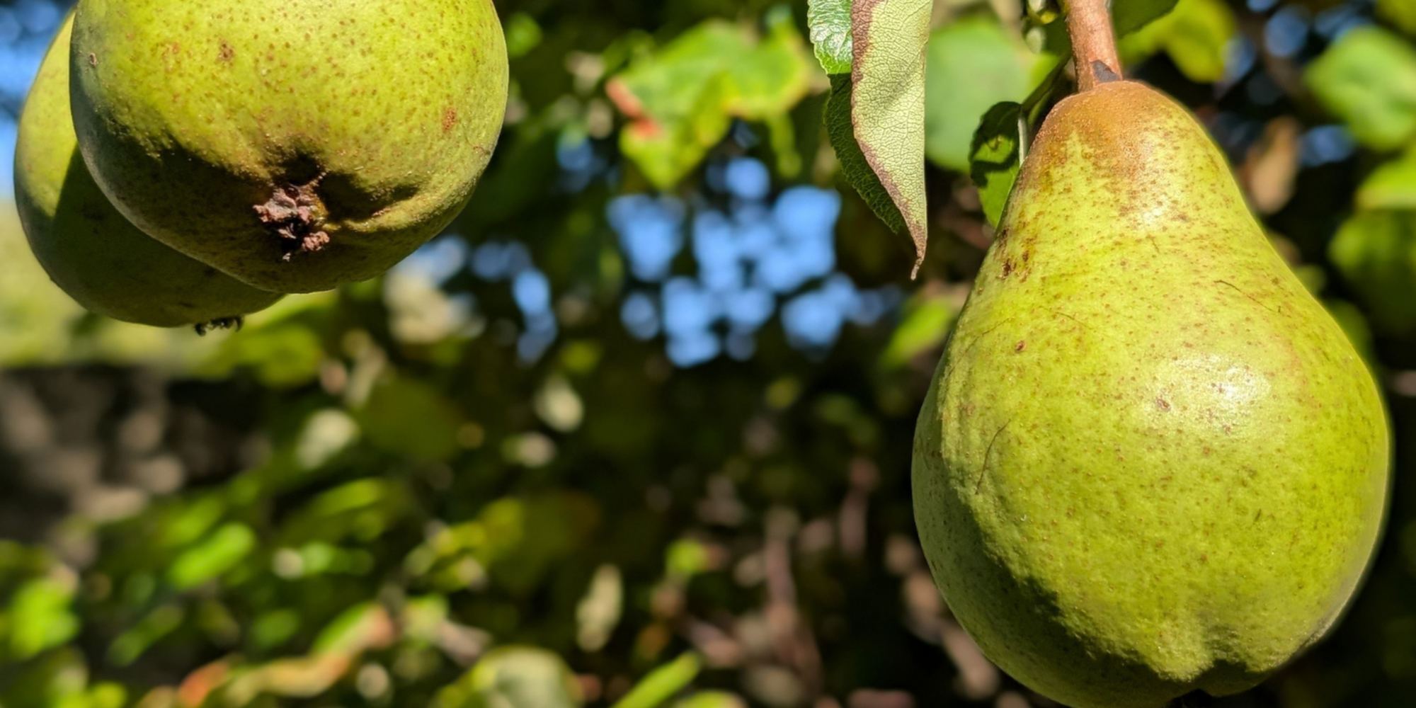 Pears ripening on the branch