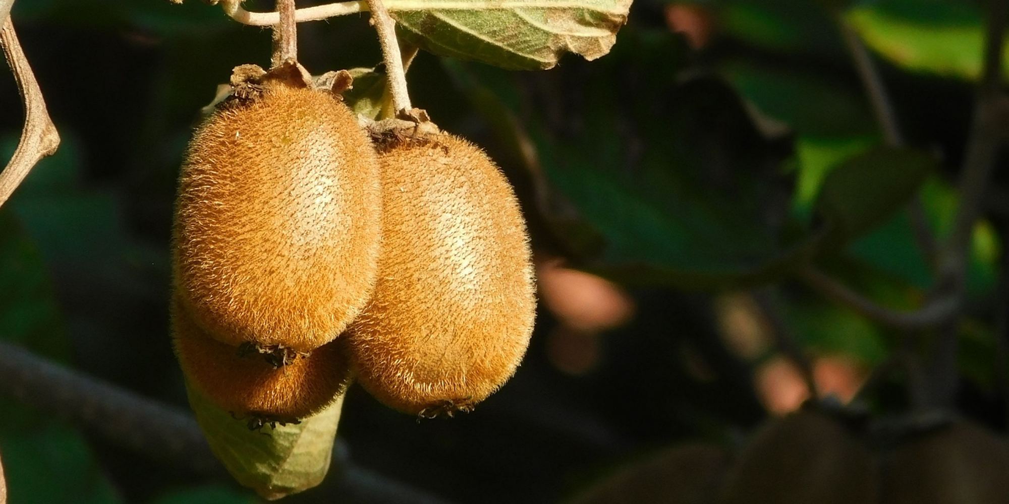 Kiwifruit growing on the vine
