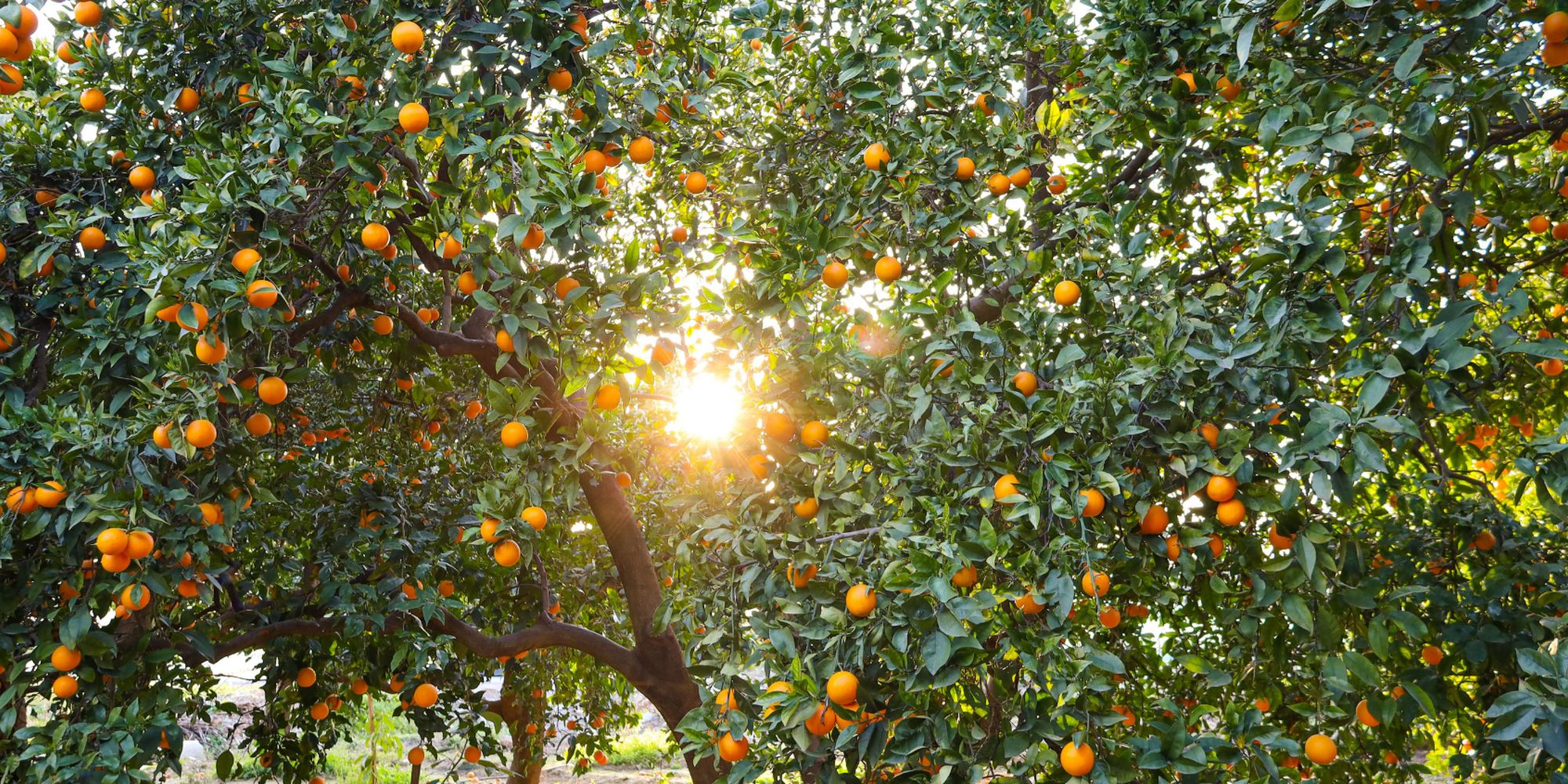 Sunlight breaking through a citrus orchard in full fruit