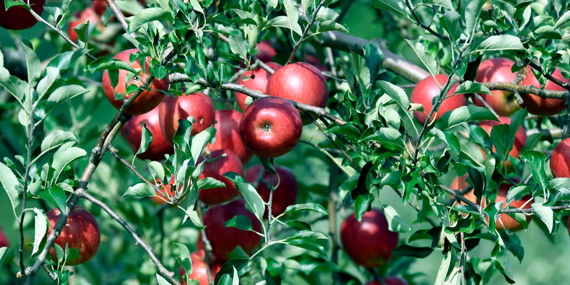 Apples ripening on the branch in an orchard