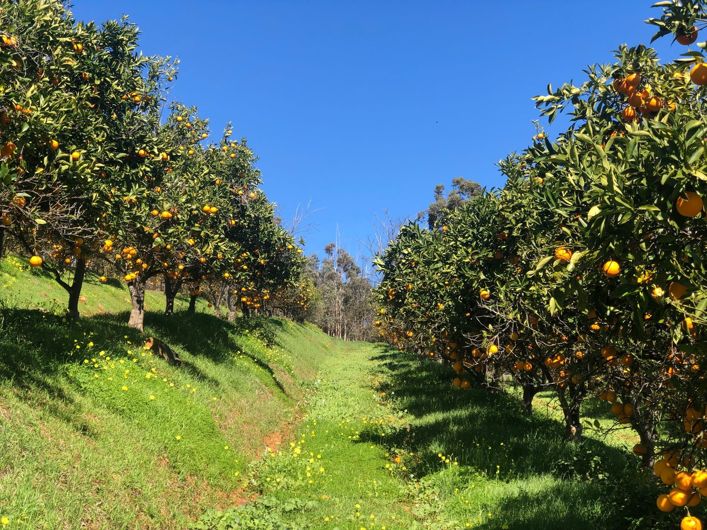 Rows of citrus trees in a hillside orchard