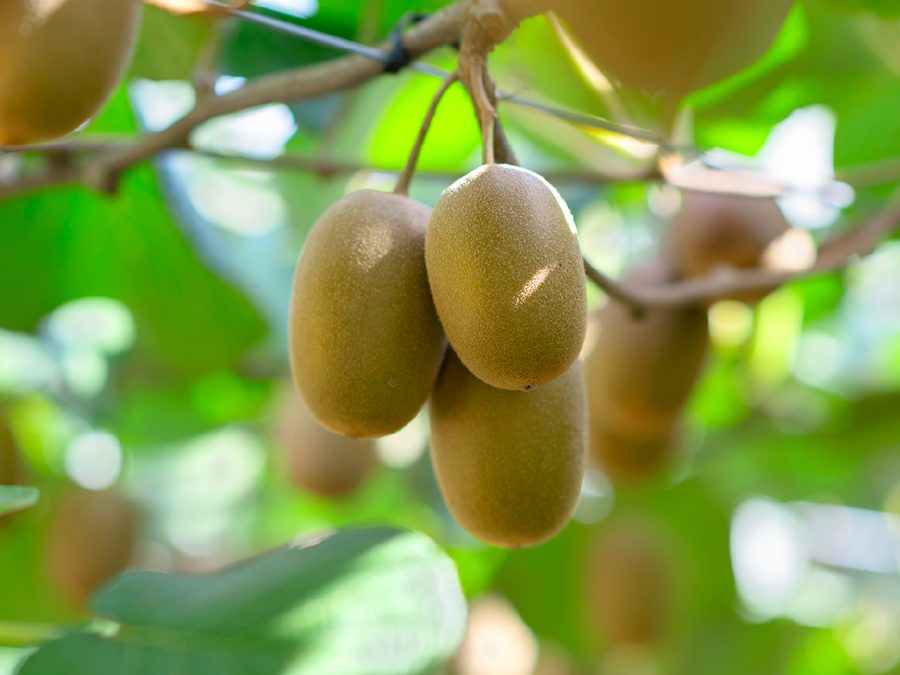 Kiwifruit growing on the vine