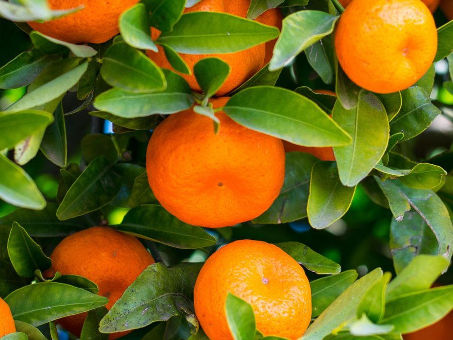 Mandarins ripening on the tree