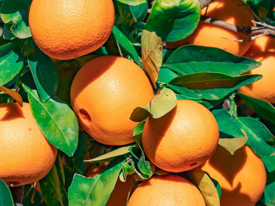 Ripe oranges hanging on the tree