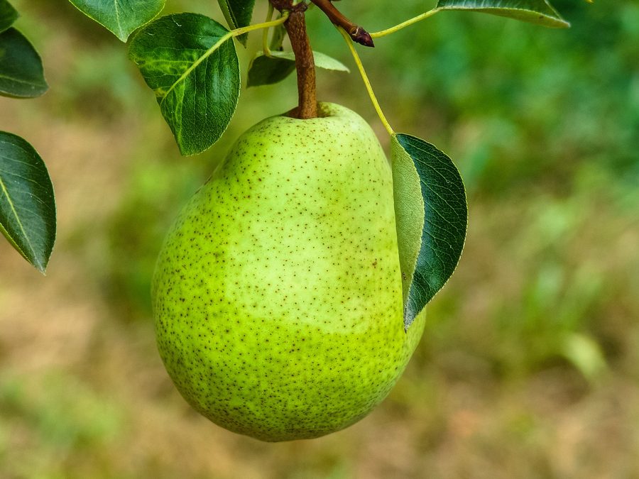 Pears ripening on a sunlit branch