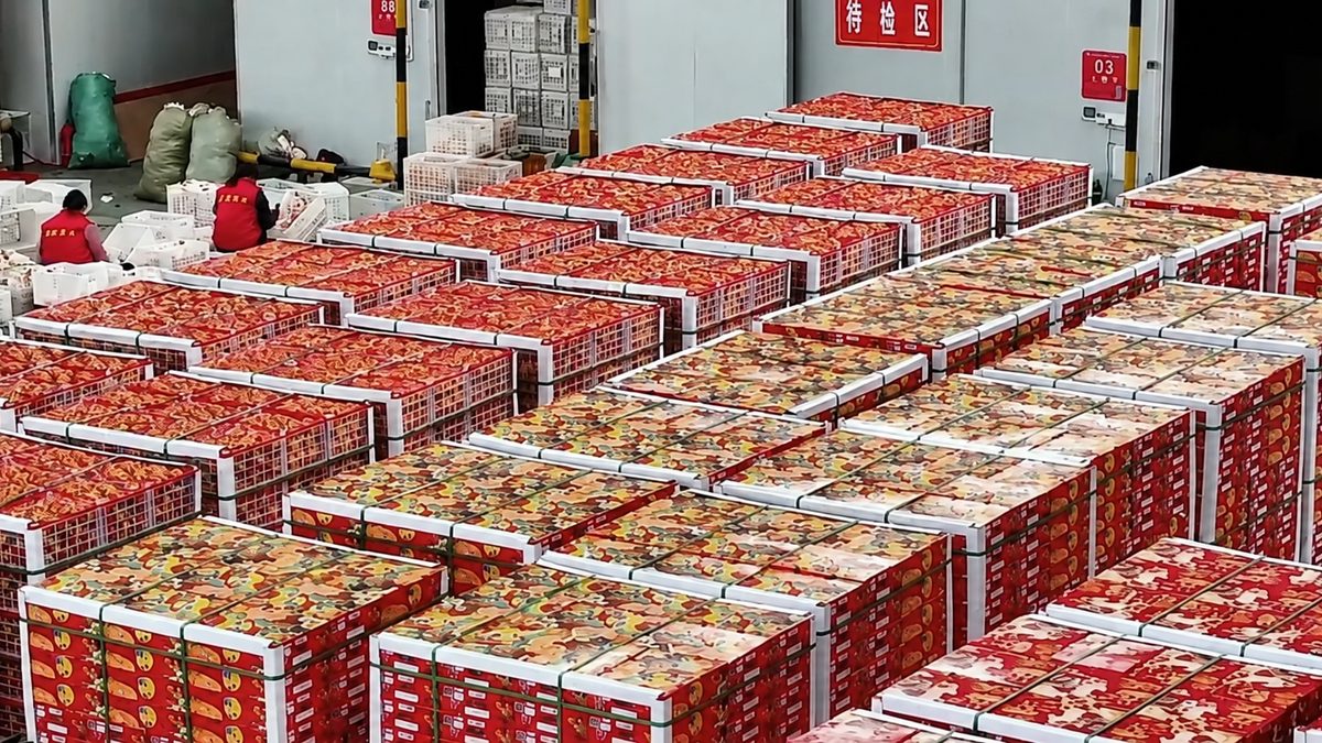 Palletised cartons held in temperature-controlled storage