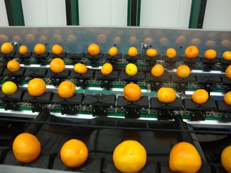 Citrus travelling through the grading machine