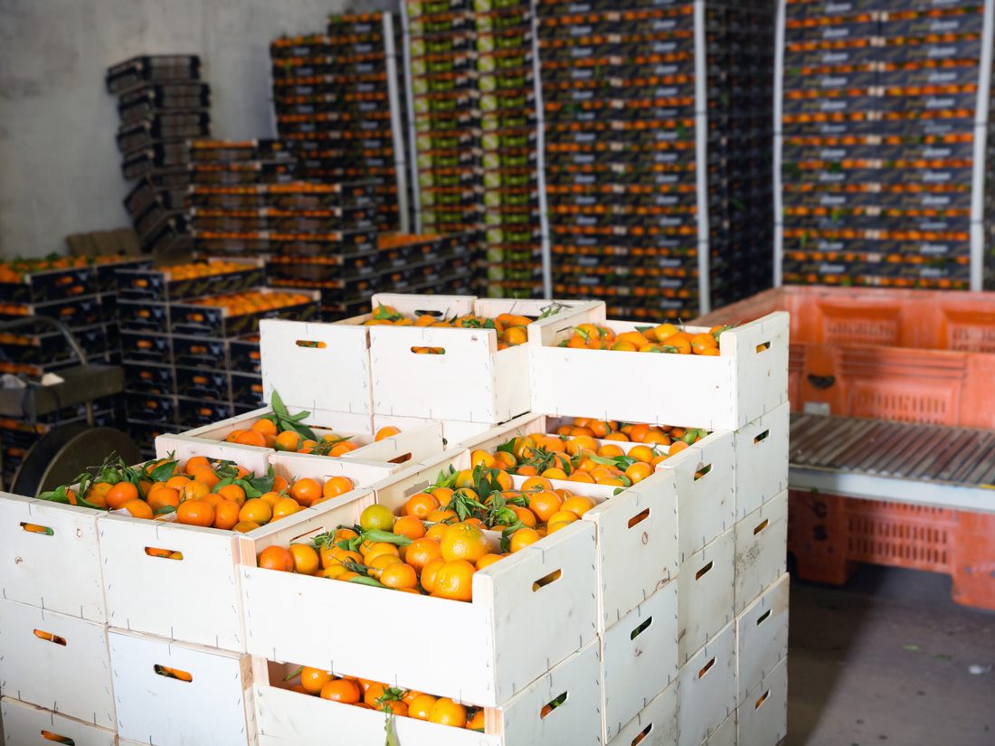 Packed cartons stacked and ready for cold storage