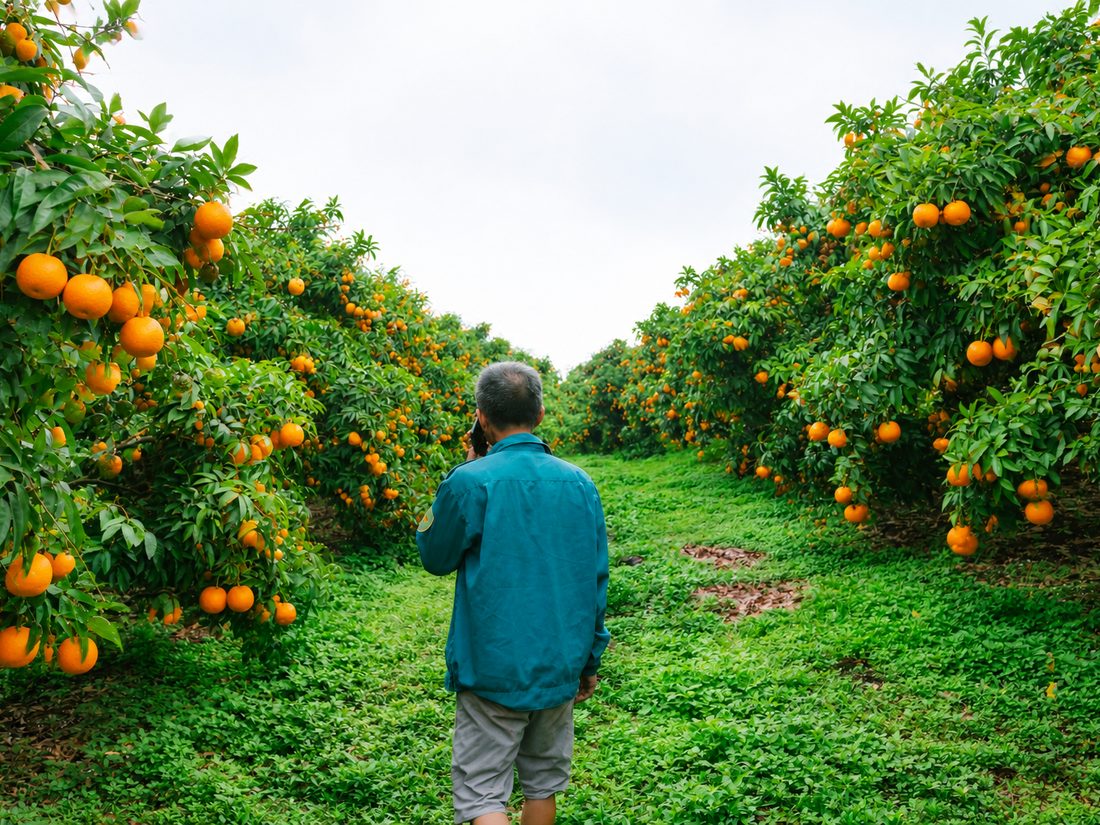 A grower walking the rows at harvest time