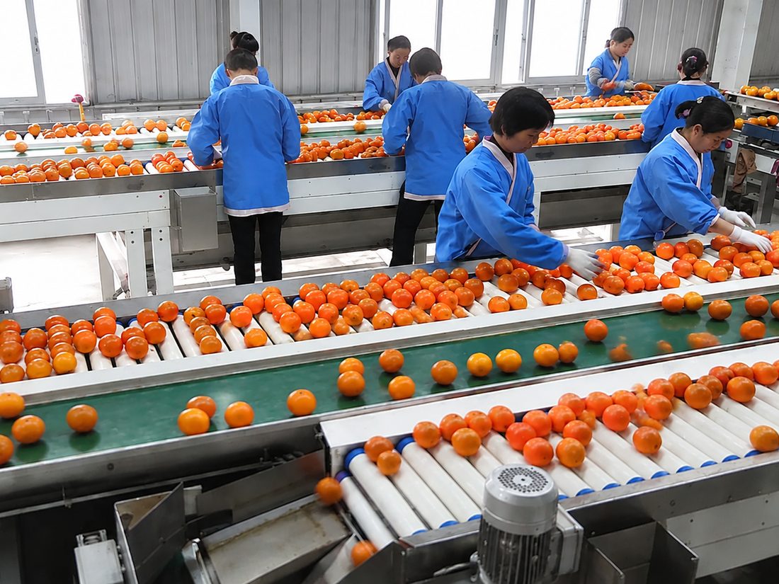 Packhouse staff working along the sorting line
